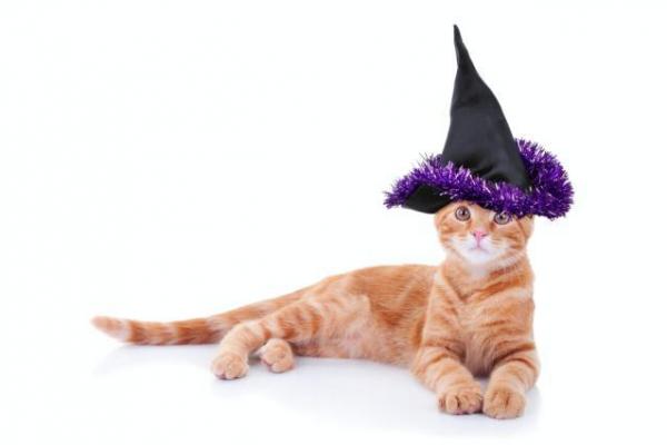 11 disfraces de Halloween para gatos - bruja
