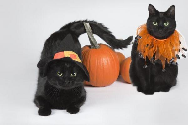 11 disfraces de Halloween para gatos - Calabaza