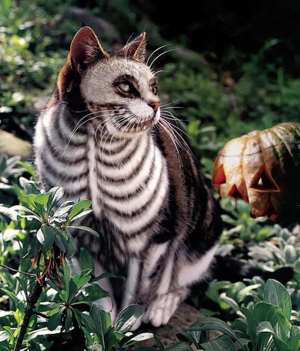 11 disfraces de Halloween para gatos - Esqueleto