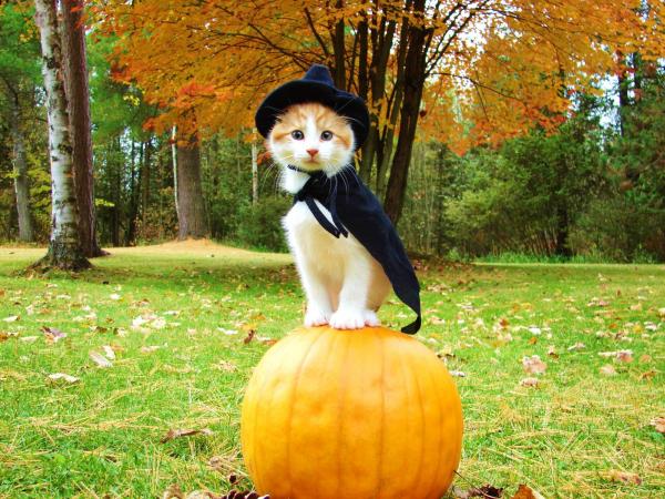 11 disfraces de Halloween para gatos - Mago o bruja