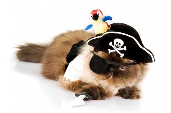 11 disfraces de Halloween para gatos - Pirata