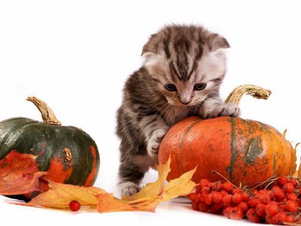 11 disfraces de Halloween para gatos - Otras ideas de disfraces de Halloween para gatos