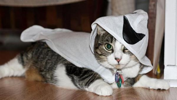 11 disfraces de Halloween para gatos - Fantasma