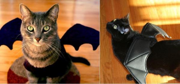 11 disfraces de Halloween para gatos - Bat