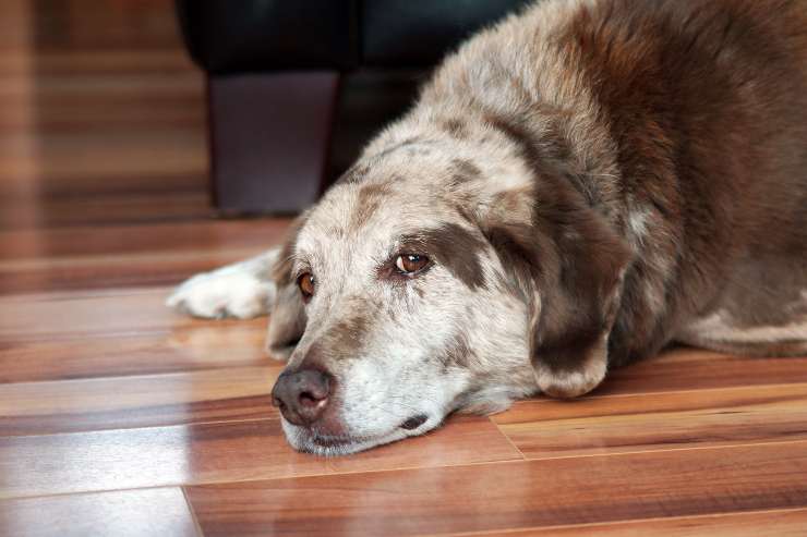 Manchas negras en la piel del perro.