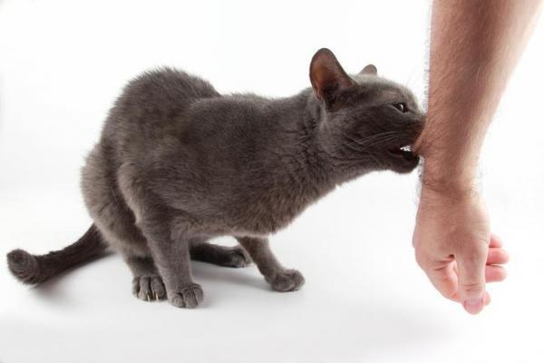 Gato súbitamente agresivo: 10 posibles causas - Agresión directa en el gato