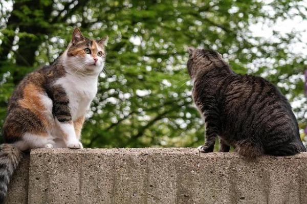 Gato súbitamente agresivo: 10 posibles causas - Agresión territorial en el gato