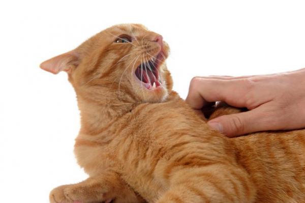 Gato agresivo de repente: 10 posibles causas - Gato agresivo porque está enfermo 