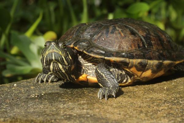 Animales con caparazón: Ejemplos con imágenes - Tortuga de pantano americana o deslizador común