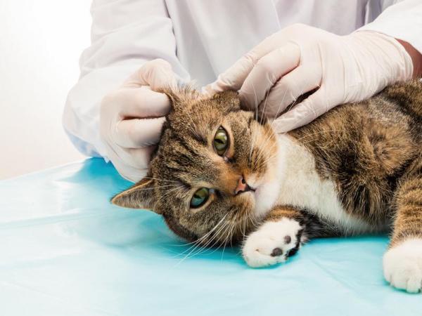 Pelo graso en el gato - Causas y soluciones - Diagnóstico de la seborrea en el gato