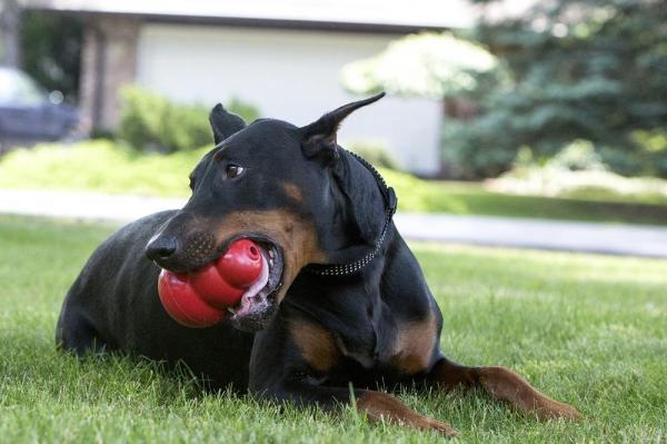 ¿Por qué los perros cavan hoyos en el patio? - ¿Cómo evitar que el perro haga agujeros en el jardín?