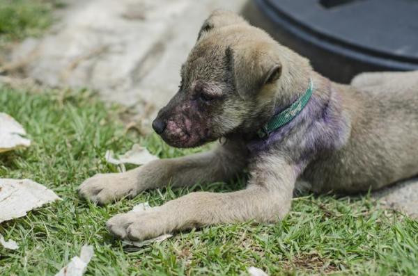 Pérdida de pelo en el perro: Causas y tratamiento - Pérdida de pelo en el perro debido a enfermedades de la piel