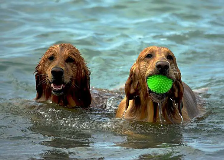 Perros en el mar
