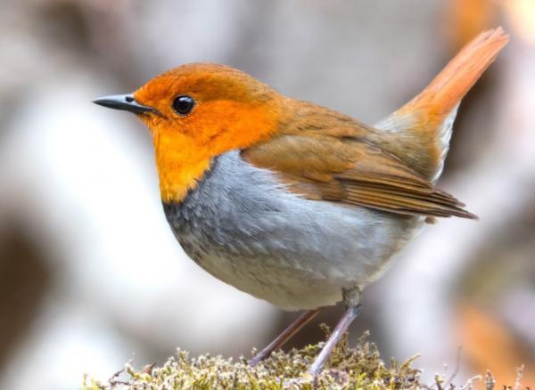 Aves domésticas: Tipos, nombres y fotos - Robin