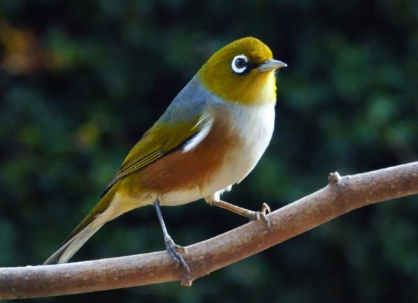 Aves domésticas: Tipos, nombres y fotos - Ruiseñor