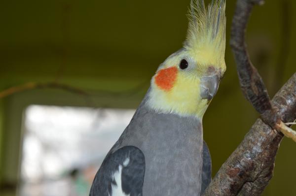 Aves domésticas: Tipos, nombres y fotos - Cacatúa