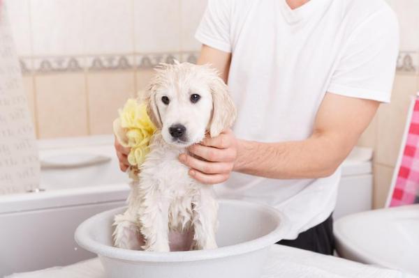 Cómo limpiar a su perro sin bañarlo - Cómo limpiar a su perro sin bañarlo: conclusiones importantes