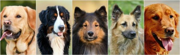 ¿Cuál es el pedigrí de los perros? El estándar de la raza. 