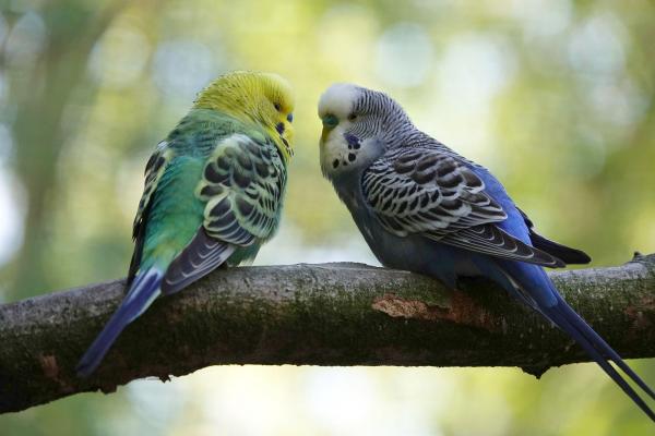 Tipos de loros - Características, nombres y fotos - Loro o perico ondulado (Melopsittacus undulatus)