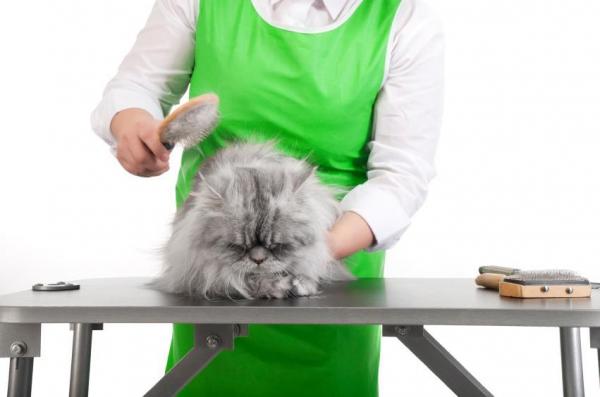 Cómo desatar los nudos del gato de pelo largo - ¿Cómo desatar los nudos del pelo del gato?