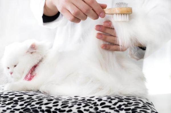 Eliminar los nudos del gato de pelo largo - Prevenir los nudos en el pelo del gato