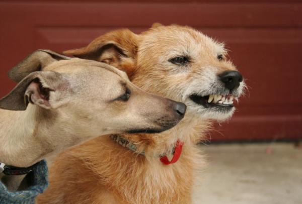 Gruñidos de perro por diversión: ¿Qué significa eso? - ¿Cómo se comunican los perros?