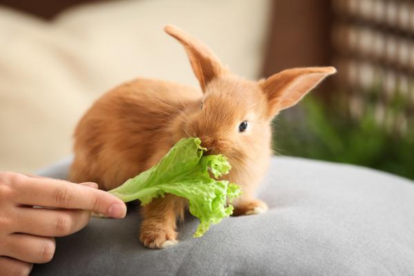¿Puede el conejo comer la ensalada? - ¿Los conejos pueden comer ensalada?