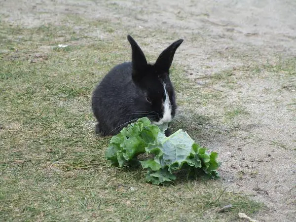 ¿Puede el conejo comer la ensalada? - Cantidad de lechuga de conejo