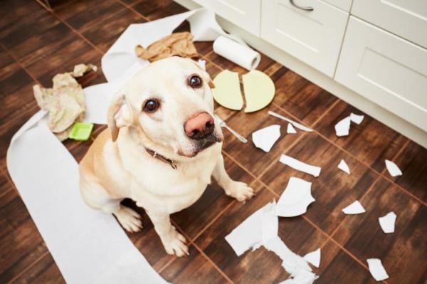 El perro destruye el hogar: causas y qué hacer - ¿Por qué el perro destruye todo cuando está solo?