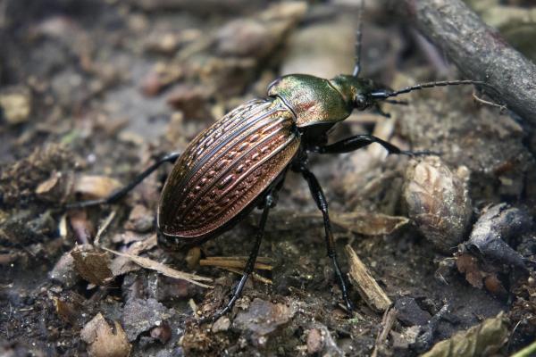 Organismos bioindicadores: Definición, tipos y ejemplos - Escarabajos