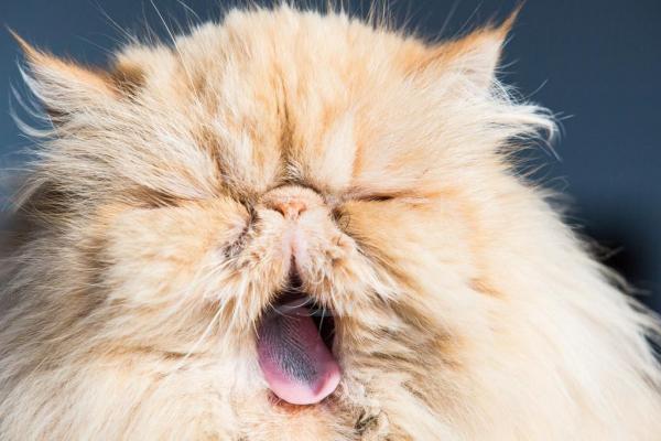 Pelo de gato persa anudado: ¿qué hacer? - Hizo un nudo en el pelo del gato persa