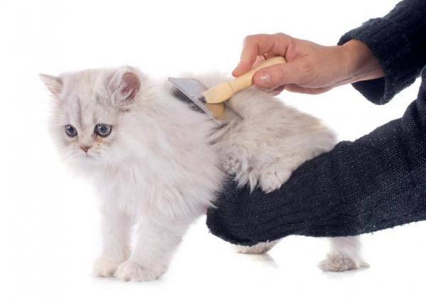Pelo de gato persa anudado: ¿qué hacer? - Evitar los nudos en el pelo del gato persa