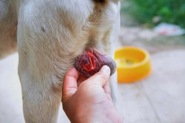 Testículos inflamados en el perro: Causas y tratamiento - Síntomas de orquitis en el perro