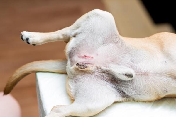 Testículos inflamados en el perro: Causas y tratamiento - Tumores en los testículos del perro