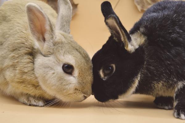 La Reproducción De Los Conejos Vida Con Mascotas ️ 3321