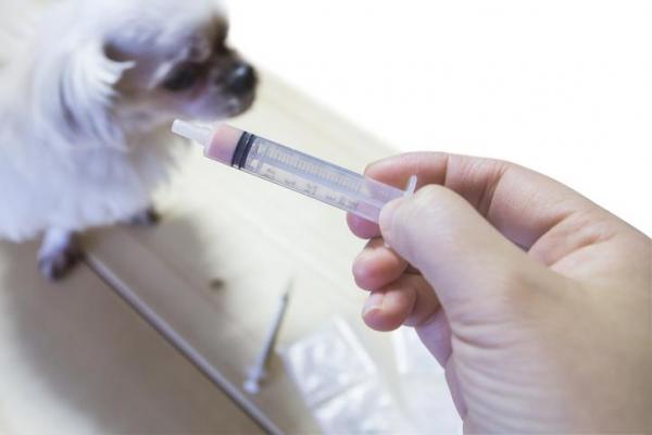 Parvovirosis en perros: Remedios caseros - ¿Cómo hidratar a un perro con parvovirosis?