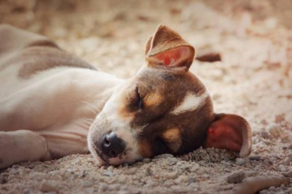 Parvovirosis en perros: Remedios caseros - Otros remedios caseros para la parvovirosis en perros