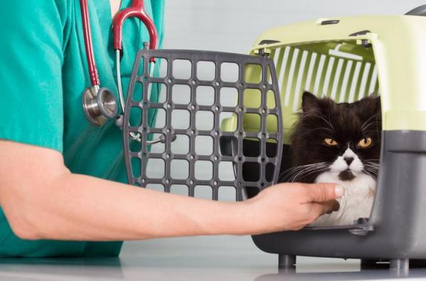 Gato agresivo en el veterinario: cómo hacerlo - Acostumbre a su gato a estar en el transportador 