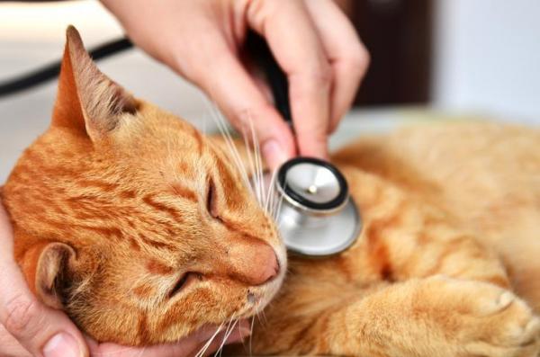 Gato agresivo en el veterinario: cómo hacerlo - El gato en el veterinario