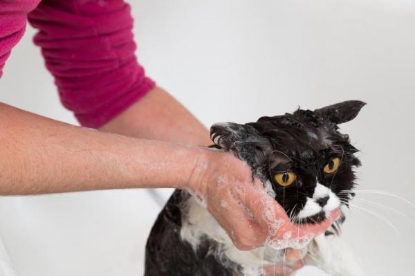 Consejos y productos para lavar a su gato en casa - bañar a su gato paso a paso