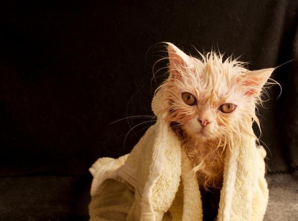 Consejos y productos para lavar a su gato en casa - Después del baño