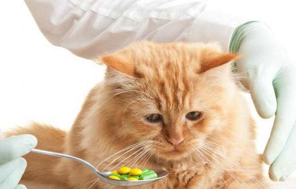 ¿Por qué el gato vomita en amarillo? - Vómitos de gato amarillo - ¿Ha desparasitado periódicamente a su gato?