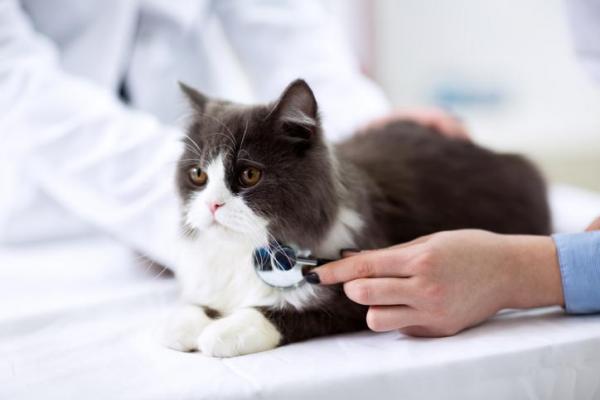 ¿Por qué el gato vomita en amarillo? - Vómitos de gato amarillo - Qué hacer