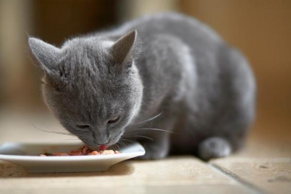 ¿Por qué el gato vomita en amarillo? - Ayuno prolongado: la principal causa de los vómitos biliares