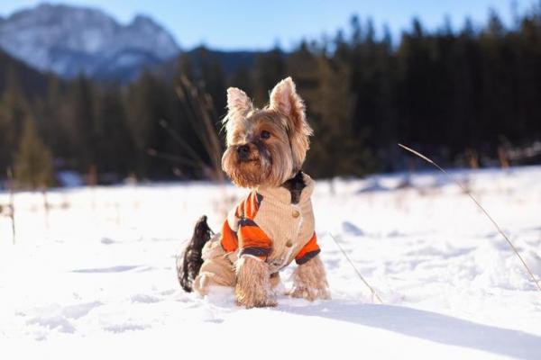 ¿Es necesaria la ropa de perro? - ¿Por qué disfrazar a los perros