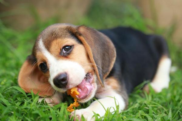 ¿Pueden los perros comer melón? - Beneficios del melón para el perro