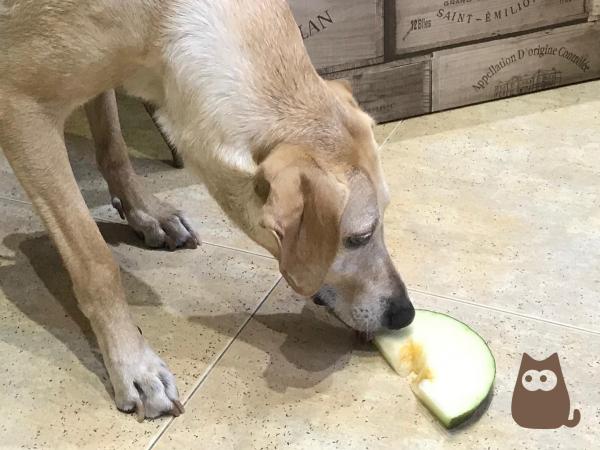 ¿Pueden los perros comer melón? - Cómo darle melón al perro
