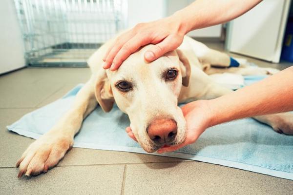 Encefalitis en perros: síntomas y tratamiento - Encefalitis en perros: causas y síntomas