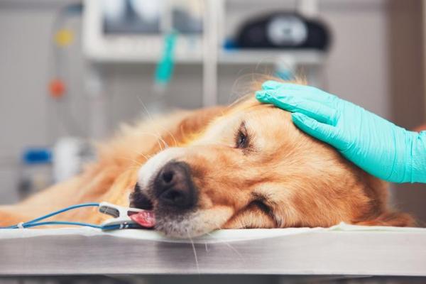 Balanopostite en el perro: síntomas y curas - Balanopostite en el perro: curas