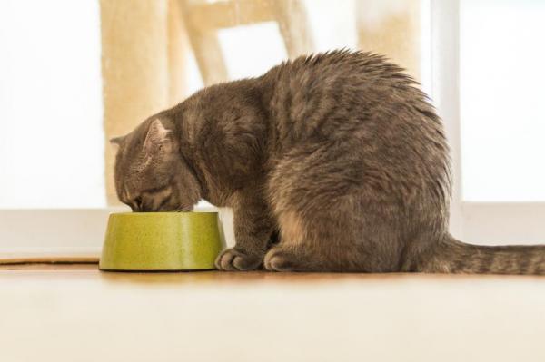 ¿Los gatos pueden comer arroz? - Recetas con arroz para gatos